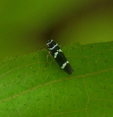 Macugonalia leucomelas