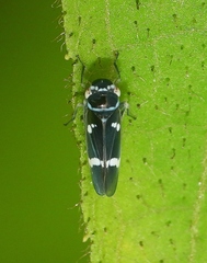 Macugonalia leucomelas