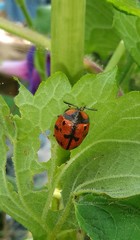 Botanochara planipennis