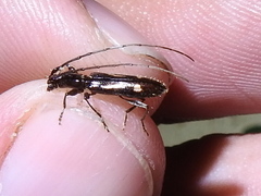 Neocompsa exclamationis