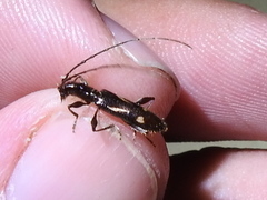 Neocompsa exclamationis