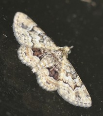 Gymnoscelis lophopus