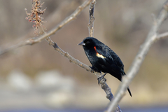 Agelaius phoeniceus