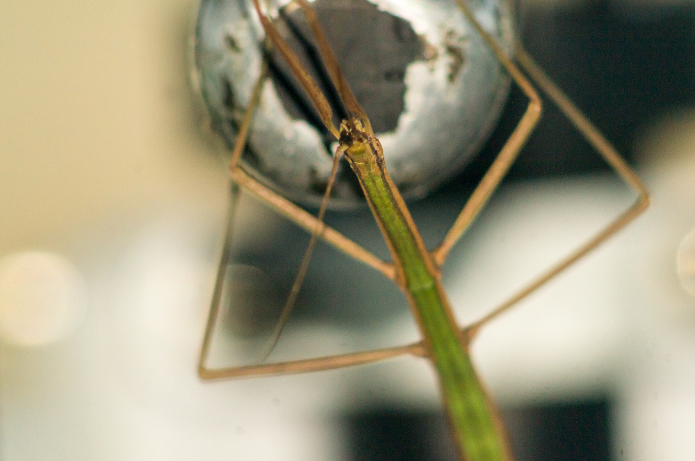 Blatchley Walkingstick