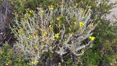 Senecio patagonicus