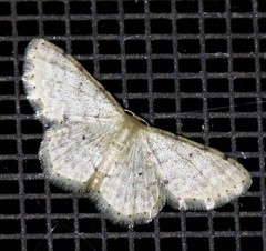 Idaea pilosata
