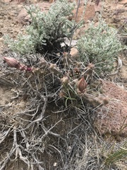 Micropuntia pulchella