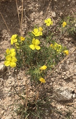 Oenothera serrulata