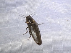 Deilelater physoderus