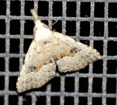 Trigonistis asthenopa