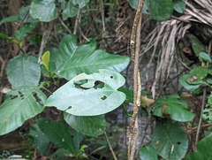 Tinospora macrocarpa