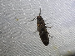 Deilelater physoderus