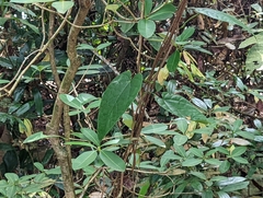 Tinospora macrocarpa