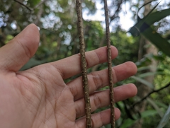 Tinospora macrocarpa