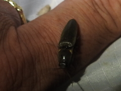 Deilelater physoderus