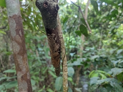 Tinospora macrocarpa