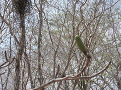Pseudobombax palmeri