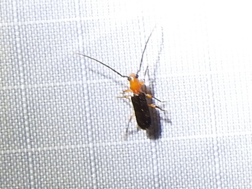 Obrium mozinnae