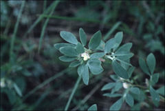 Acmispon denticulatus