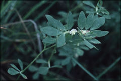 Acmispon denticulatus