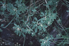 Acmispon denticulatus