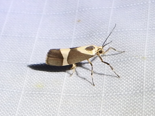 Tamaulipan Lichen Moth