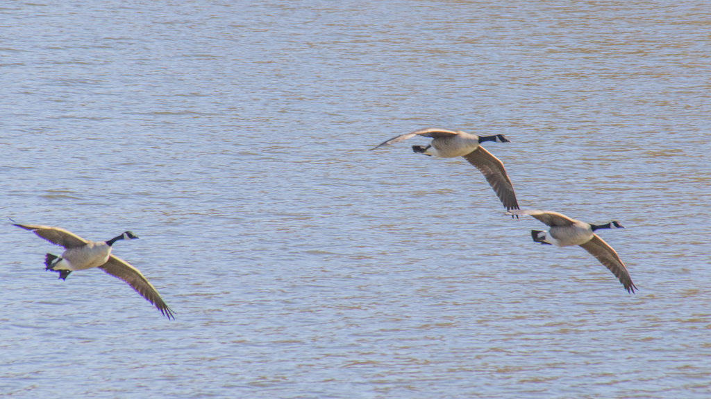 Canada Goose from Wye Island NRMA, Queen Anne's County MD, USA on