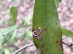 Stigmella myricafoliella