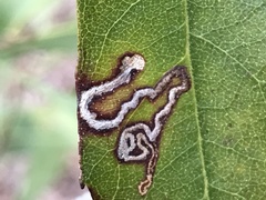 Stigmella myricafoliella