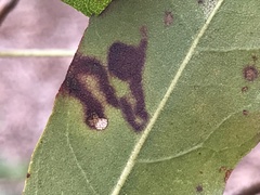 Stigmella myricafoliella
