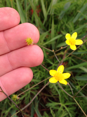 Ranunculus occidentalis occidentalis