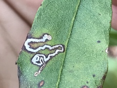 Stigmella myricafoliella