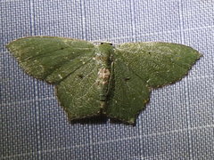 Chloropteryx nordicaria