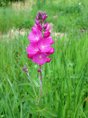 Sidalcea virgata