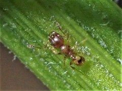 Pheidole rugosula