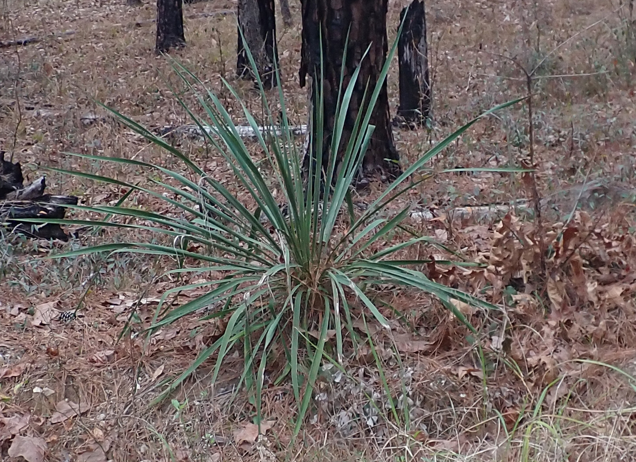 Yucca louisianensis Trel. 3