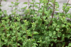 Brickellia veronicifolia