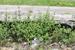 Brickellia veronicifolia