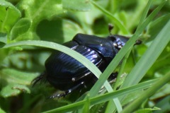Phanaeus adonis