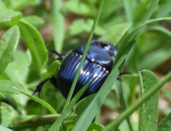 Phanaeus adonis