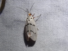 Enaemia atrolinea