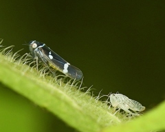 Macugonalia leucomelas