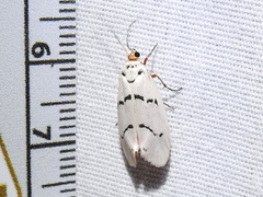 Enaemia atrolinea