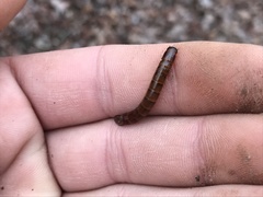 Meracantha contracta