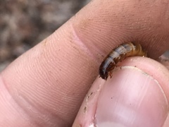 Meracantha contracta