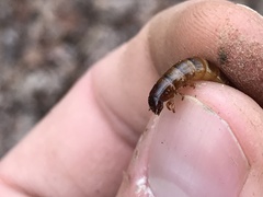 Meracantha contracta