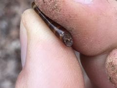 Meracantha contracta