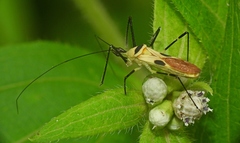 Zelus plagiatus