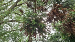 Araucaria angustifolia