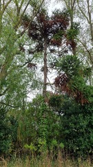 Araucaria angustifolia